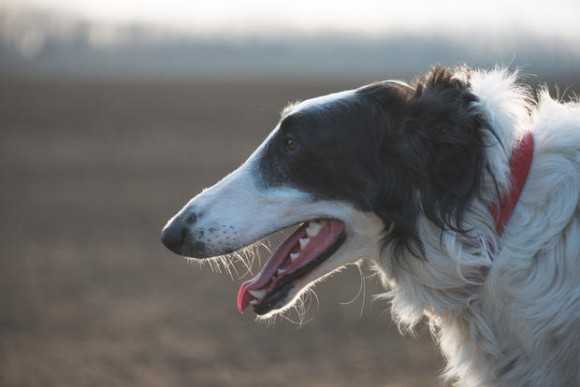 魅惑の大型犬 ロシア原産の俊敏なる巨人 ボルゾイに関する10の事実 ニュースパス