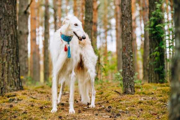 魅惑の大型犬 ロシア原産の俊敏なる巨人 ボルゾイに関する10の事実 ニュースパス 魅惑の大型犬 ロシア原産の俊敏なる巨人 ボルゾイに関する10の事実 ニュースパス