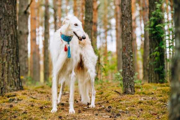 魅惑の大型犬 ロシア原産の俊敏なる巨人 ボルゾイに関する10の事実 ニュースパス