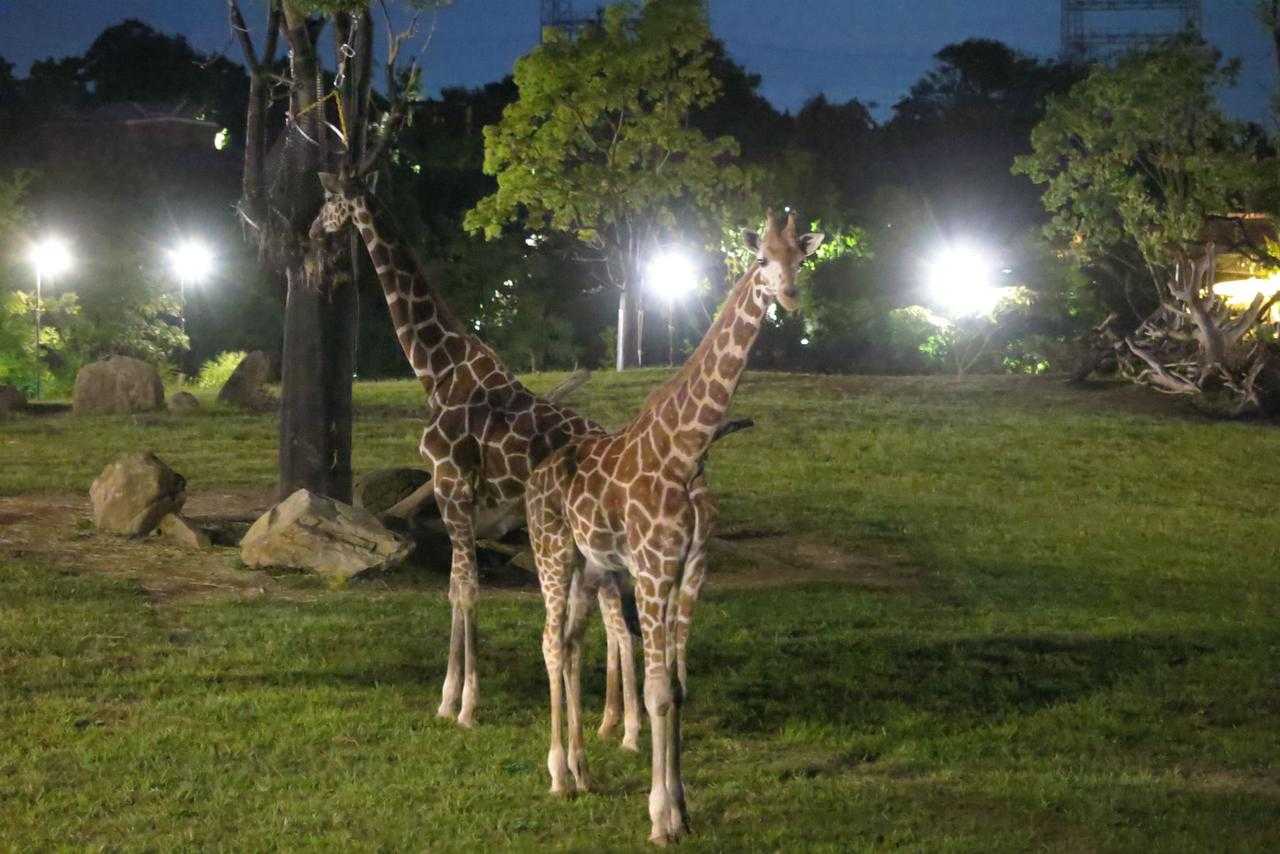 夜の動物園をキリンが爆走 ズーラシア アフリカのサバンナ 草原エリアが初公開 ニュースパス