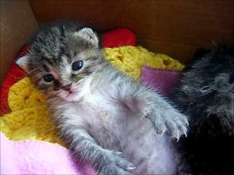 猫動画 子猫ちゃん思わずビックリ 突然の電池切れ ニュースパス 猫動画 子猫ちゃん思わずビックリ 突然の電池切れ ニュースパス