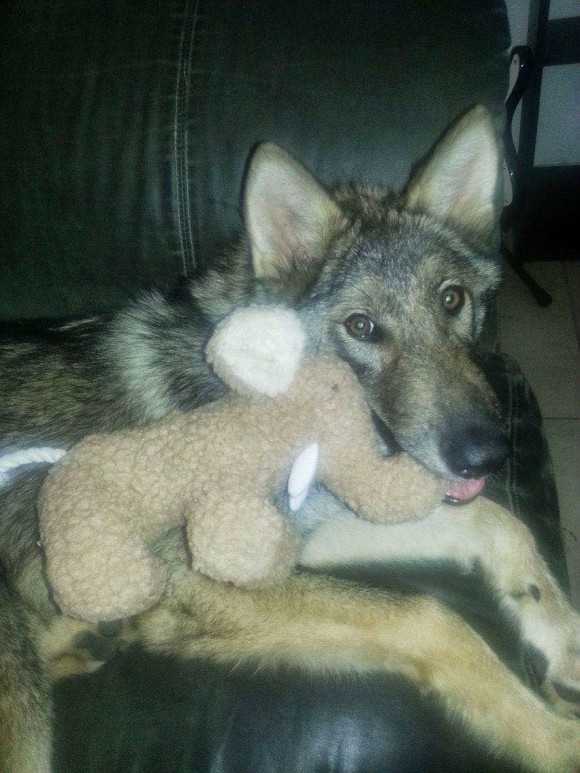 子犬差し上げます 一目惚れしてもらった犬が犬らしからぬワイルドさ ウルフドッグ 狼犬 であることが判明 ニュースパス 子犬差し上げます 一目惚れしてもらった犬が犬らしからぬワイルドさ ウルフドッグ 狼犬 であることが判明 ニュースパス