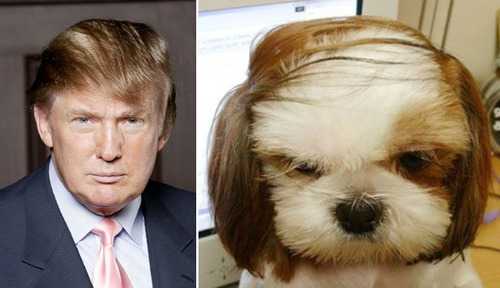 トランプ氏のヘアスタイルと完全に一致する写真をください そっくり画像いろいろ ニュースパス トランプ氏のヘアスタイルと完全に一致する写真をください そっくり画像いろいろ ニュースパス