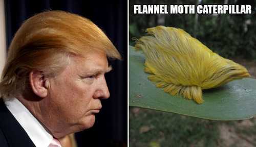 トランプ氏のヘアスタイルと完全に一致する写真をください そっくり画像いろいろ ニュースパス トランプ氏のヘアスタイルと完全に一致する写真をください そっくり画像いろいろ ニュースパス