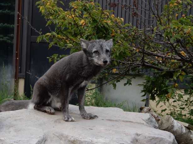 いま旭山の動物たち 冬に向けて 衣替え してるんです ニュースパス