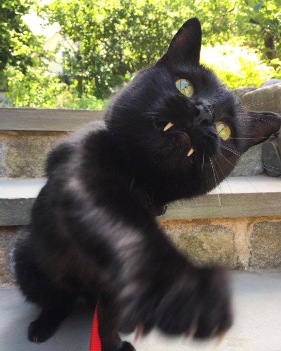 助けた子猫がバンパイア化。牙チラキュートな黒猫のモンク - ニュースパス