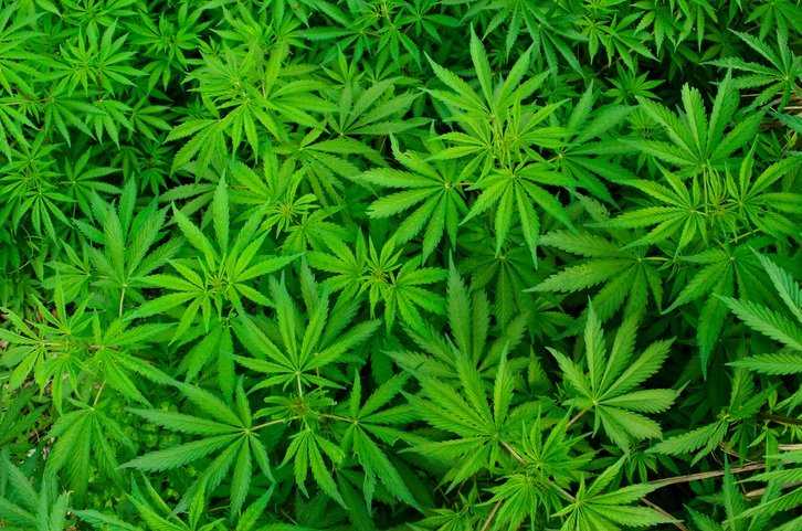 妄想 錯乱 フラッシュバック 大麻 マリファナ が酒 タバコよりも危険な理由を理系が解説 ニュースパス 妄想 錯乱 フラッシュバック 大麻 マリファナ が酒 タバコよりも危険な理由を理系が解説 ニュースパス