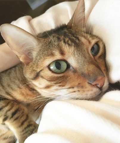 猫好き人気インスタグラマーに 愛猫の名前の由来 を聞いてみました ニュースパス 猫好き人気インスタグラマーに 愛猫の名前の由来 を聞いてみました ニュースパス