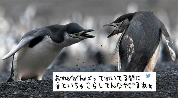 ペンギン界 妻の不倫現場を目撃した夫 不倫相手と血みどろの戦いを繰り広げるも 妻の出した結論は 流血注意 ニュースパス