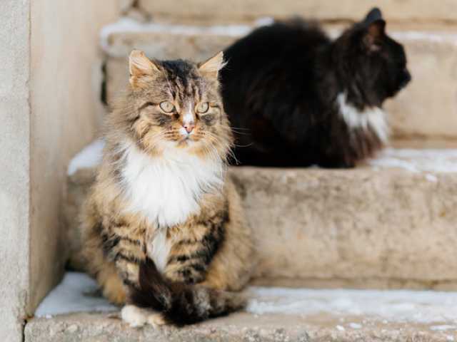 猫が ニャー と鳴く理由 知ってますか ニュースパス