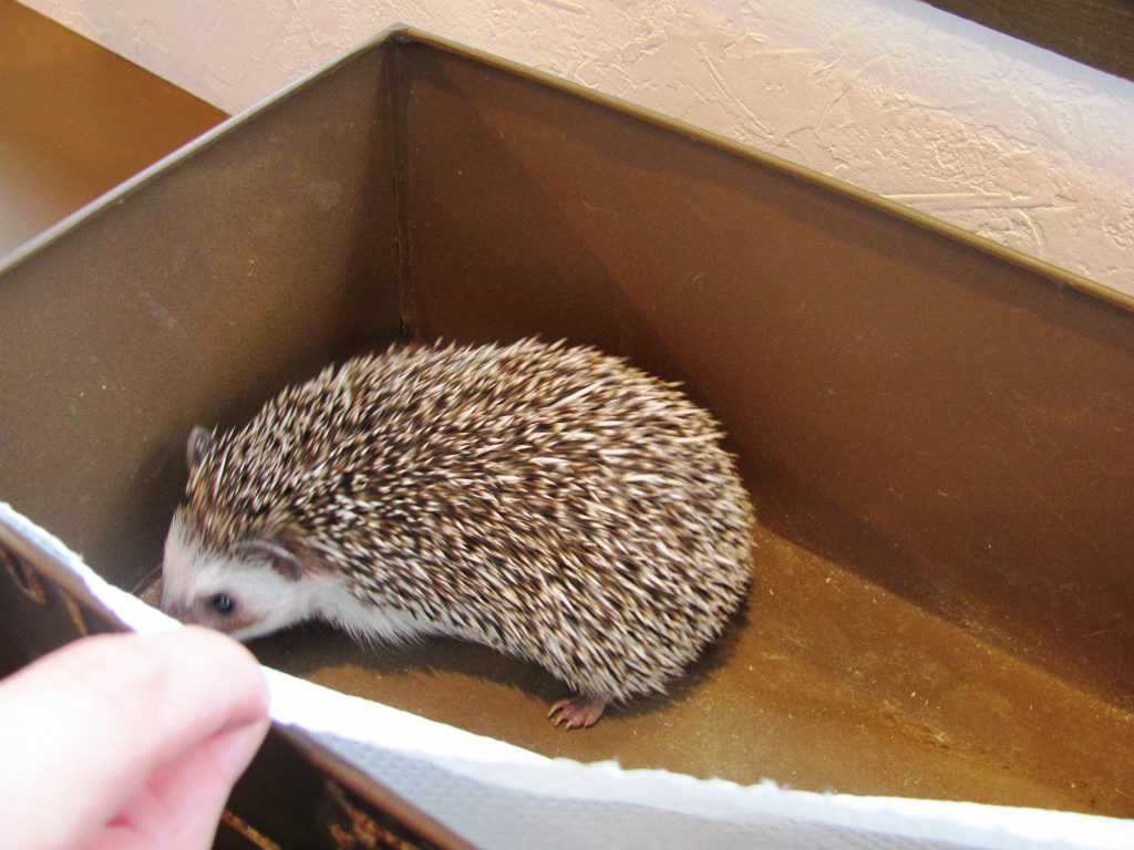 ハリネズミカフェ でハリネズミをひたすら愛でてきました ニュースパス ハリネズミカフェ でハリネズミをひたすら愛でてきました ニュースパス