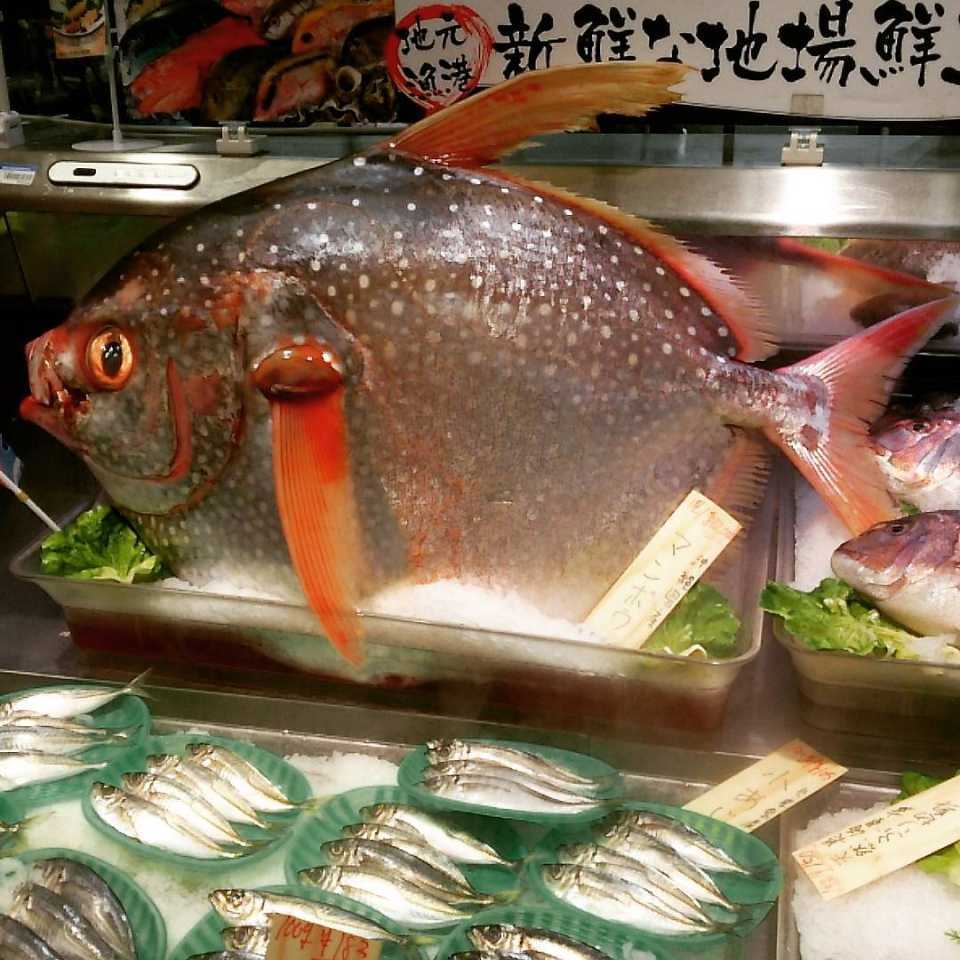 マグロの正体がアカマンボウ 回転寿司で食べてる魚 本物 偽物 ニュースパス マグロの正体がアカマンボウ 回転寿司で食べてる魚 本物 偽物 ニュースパス