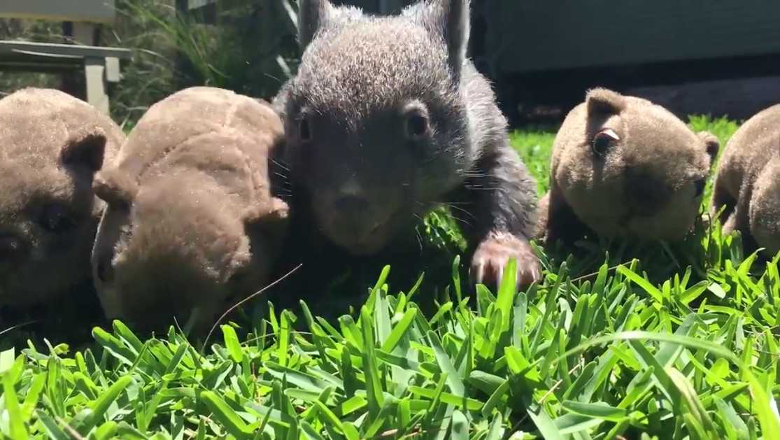 かわいすぎキタ ウォンバットの赤ちゃんのかまって攻撃に心臓バクバク ニュースパス