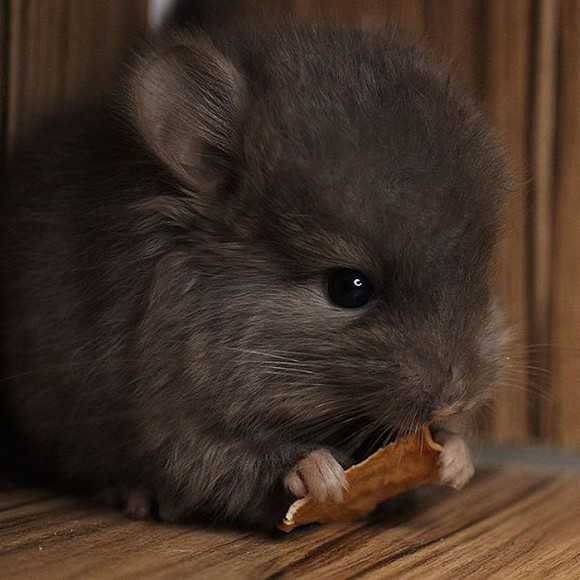 結構長生き ふわっふわの毛を持つチンチラのかわいさを愛でるの会 ニュースパス