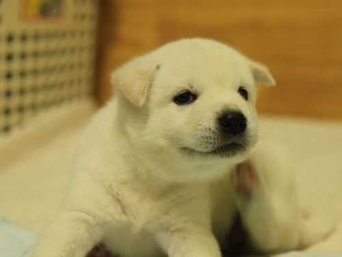 子犬は 赤ちゃん言葉 で話しかけたほうが喜ぶことが判明 イギリスの研究 ニュースパス 子犬は 赤ちゃん言葉 で話しかけたほうが喜ぶことが判明 イギリスの研究 ニュースパス
