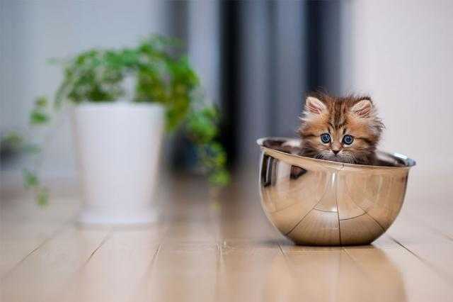 クール ビューティー 世界一の美猫 と話題のデイジーさんの画像集を見て みんなでとろけよう ニュースパス クール ビューティー 世界一の美猫 と話題のデイジーさんの画像集を見て みんなでとろけよう ニュースパス
