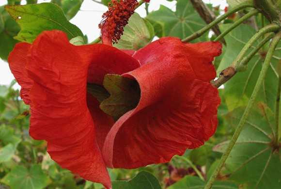 花にもいろいろあるけれど 1地域でしか見られない希少な9種の花 ニュースパス