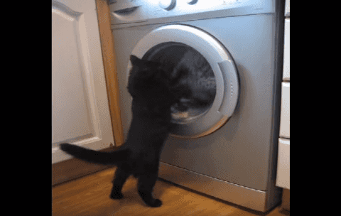 動画 ドラム式洗濯機と格闘する黒猫ちゃん 笑 ニュースパス 動画 ドラム式洗濯機と格闘する黒猫ちゃん 笑 ニュースパス