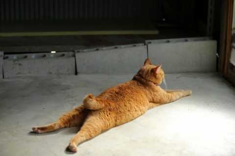 ねこのはてな しっぽの短い猫が日本に多い理由 ニュースパス ねこのはてな しっぽの短い猫が日本に多い理由 ニュースパス