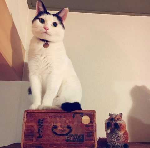 愛猫家に聞いた ウチの猫がハマったお気に入りグッズはこれだ ニュースパス 愛猫家に聞いた ウチの猫がハマったお気に入りグッズはこれだ ニュースパス