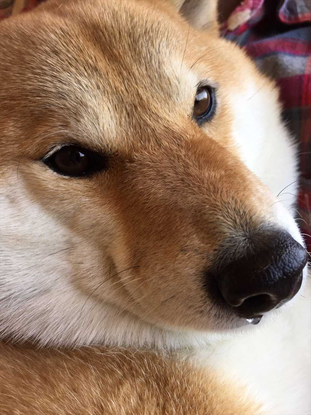 ご主人とのアツい攻防 動物病院に連れてかれるペットの反応が面白い 5選 ニュースパス ご主人とのアツい攻防 動物病院に連れてかれるペットの反応が面白い 5選 ニュースパス