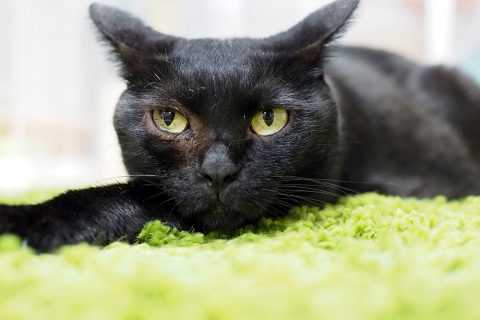 ねこのはてな 猫は人間を どんくさい大きな猫 と思っている 笑 ニュースパス ねこのはてな 猫は人間を どんくさい大きな猫 と思っている 笑 ニュースパス