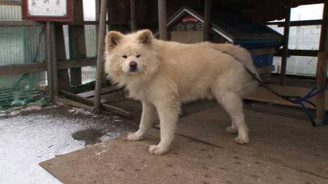 ぶさかわ犬 わさお 志村どうぶつ園 で最愛の飼い主の最後のメッセージ公開 ニュースパス