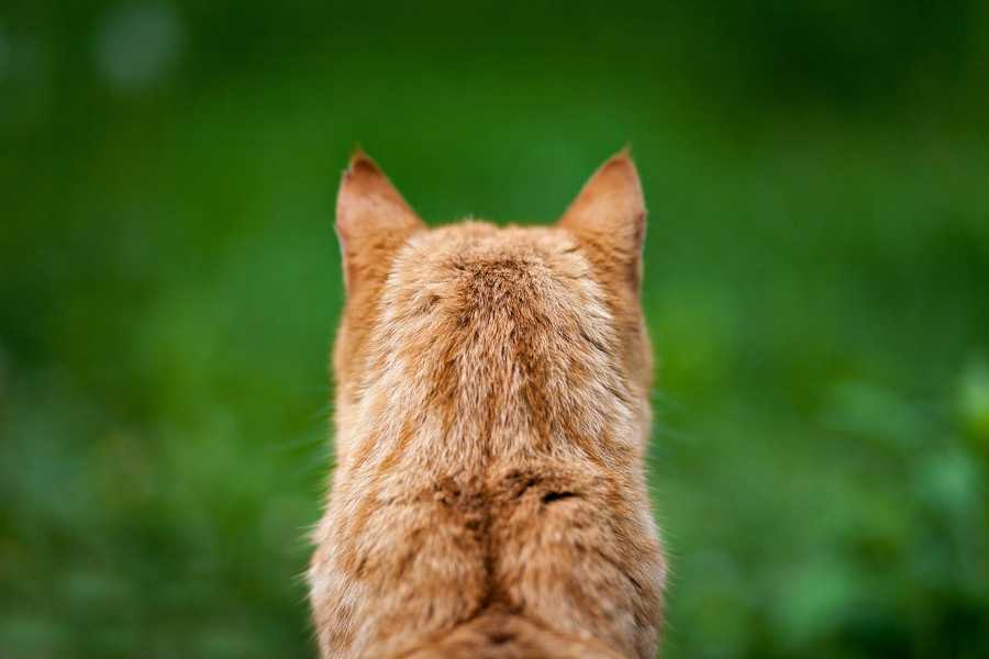 猫が死ぬ前の行動といなくなる理由 W D Z x つぶやき 独り言 日記 猫が死ぬ前の行動といなくなる理由 W D Z x つぶやき 独り言 日記