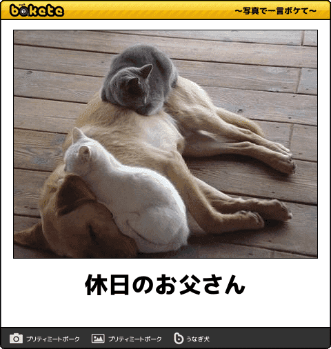 犬派vs猫派は休戦 わんちゃん ねこちゃん最強コンビの爆笑ボケて11選 ニュースパス