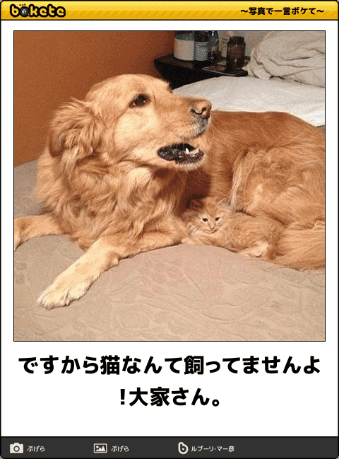 犬派vs猫派は休戦 わんちゃん ねこちゃん最強コンビの爆笑ボケて11選 W D Z x つぶやき 独り言 日記