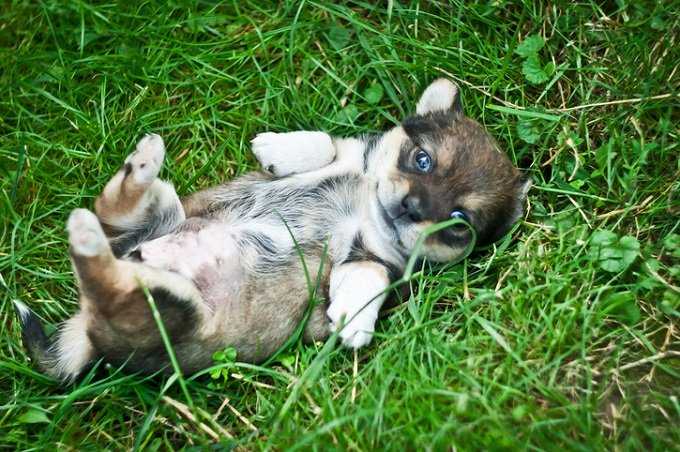ショック 犬はお腹を撫でられるのを楽しんでいないことが判明 動物学者がガチ指摘 人間が喜ぶから耐えているだけ ニュースパス ショック 犬はお腹を撫でられるのを楽しんでいないことが判明 動物学者がガチ指摘 人間が喜ぶから耐えているだけ ニュースパス