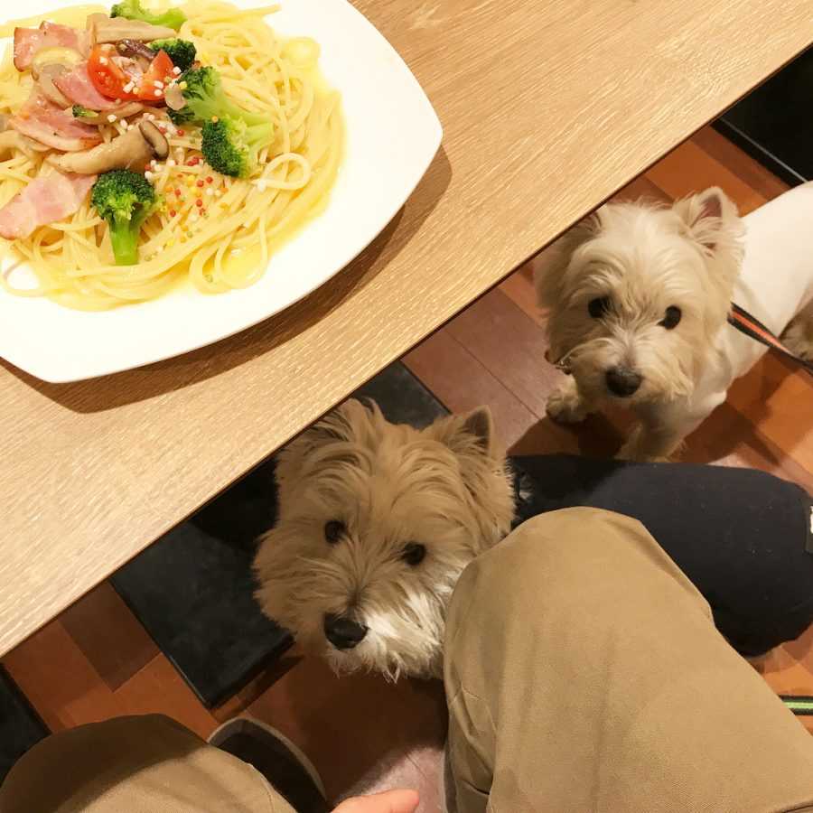 画像 横浜 犬 カフェ 163469横浜 猫 犬 カフェ Mbaheblogjpf4n0