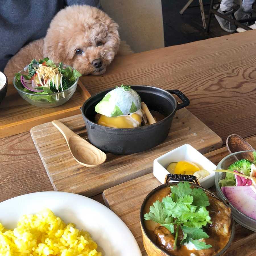 神奈川のおすすめドッグカフェ レストラン15選 川崎 横浜 藤沢などのエリア別で紹介 ニュースパス 神奈川のおすすめドッグカフェ レストラン15選 川崎 横浜 藤沢などのエリア別で紹介 ニュースパス