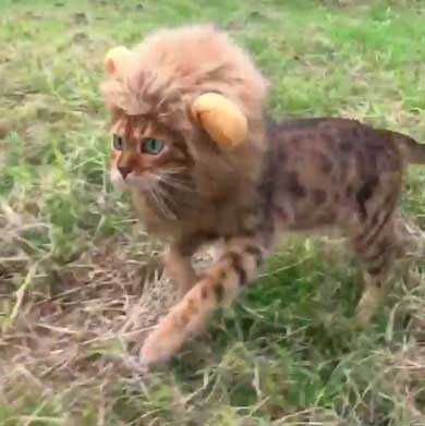 立派なたてがみで野生的に かぶり物で ミニライオン になったベンガルの猫ちゃんがかわいくて強い ニュースパス