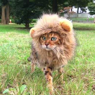 立派なたてがみで野生的に かぶり物で ミニライオン になったベンガルの猫ちゃんがかわいくて強い ニュースパス