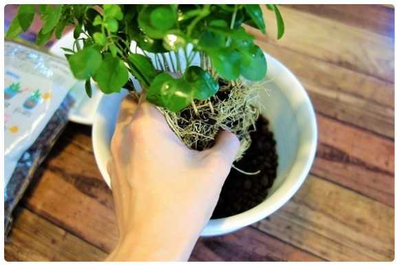 さすがダイソー 観葉植物の 虫がイヤ 枯らす 扱いが面倒 をハイドロボールが解決 ニュースパス