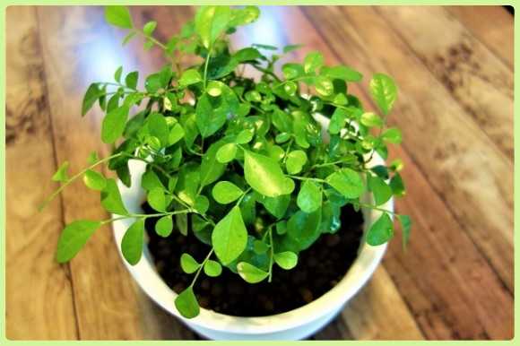 さすがダイソー 観葉植物の 虫がイヤ 枯らす 扱いが面倒 をハイドロボールが解決 ニュースパス