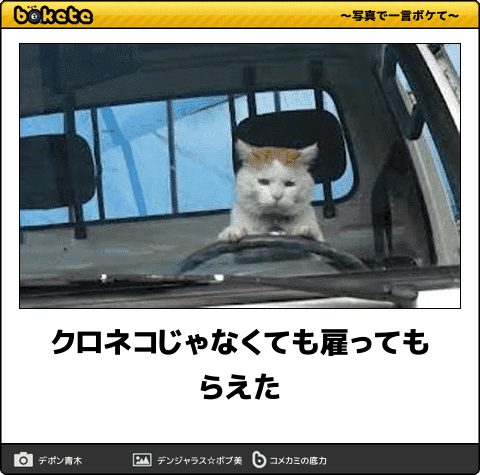 吹いたら負け 電車で読んだら危険なネコの爆笑ボケて10選 ニュースパス 吹いたら負け 電車で読んだら危険なネコの爆笑ボケて10選 ニュースパス