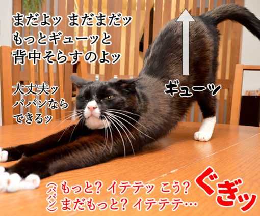 猫のびストレッチでダイエットなのッ ねこの写真で4コマ漫画 ニュースパス