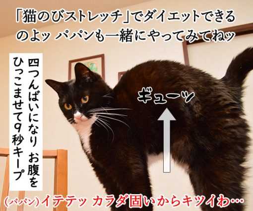 猫のびストレッチでダイエットなのッ ねこの写真で4コマ漫画 ニュースパス 猫のびストレッチでダイエットなのッ ねこの写真で4コマ漫画 ニュースパス