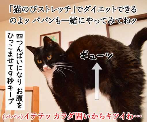 猫のびストレッチでダイエットなのッ ねこの写真で4コマ漫画 ニュースパス