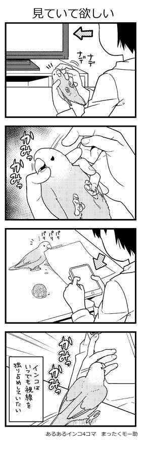 インコはいつでも視線を独り占めしていたい 漫画 あるあるインコ4コマ にいろんなかわいさを見る ニュースパス