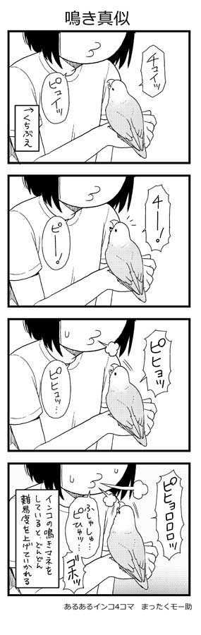 インコはいつでも視線を独り占めしていたい 漫画 あるあるインコ4コマ にいろんなかわいさを見る ニュースパス