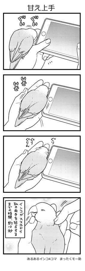 インコはいつでも視線を独り占めしていたい 漫画 あるあるインコ4コマ にいろんなかわいさを見る ニュースパス