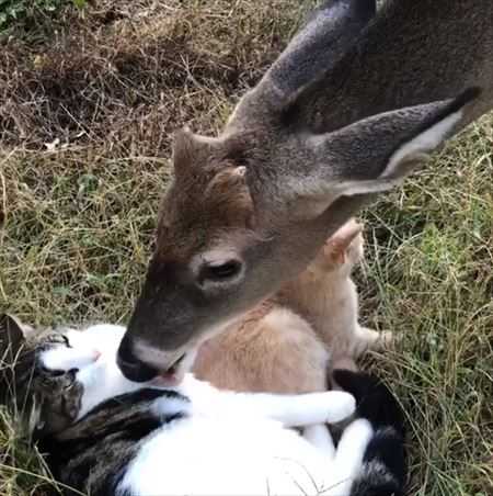 異種でも仲良し 鹿さんと猫ちゃんたちのラブラブ仲良しっぷりに心が癒やされる ニュースパス