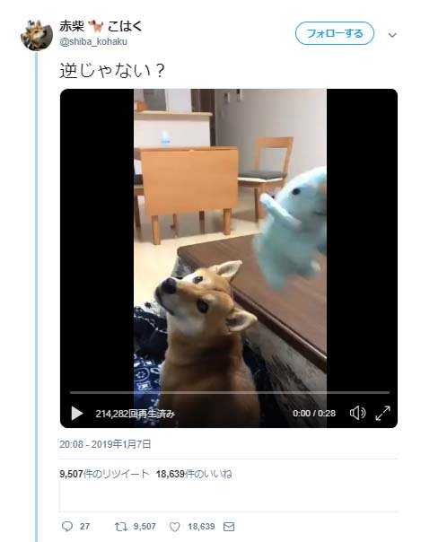 柴犬と 取ってこい遊び をしようとした結果 猫も取りに行くんですね ドヤ顔 ニュースパス