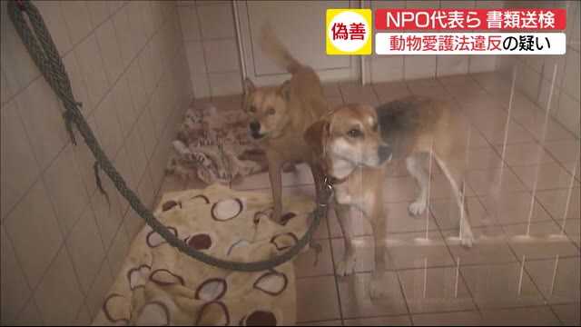 劣悪な環境で飼育の疑い 動物保護団体を書類送検 W D Z ｘ つぶやき 独り言 日記