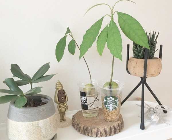 スタバのフラペチーノ容器 がアボカド栽培に神フィット おしゃれ観葉植物に育つまで全記録 ニュースパス