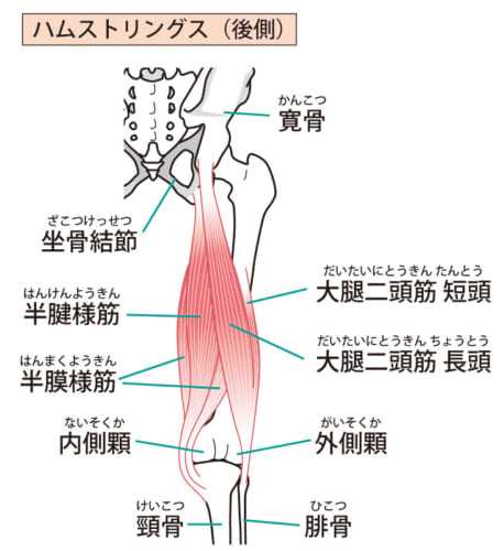 ヘルニア 狭窄症 坐骨神経痛 太もも裏の痛みやしびれを改善するストレッチ トレーニング 川口陽海の腰痛改善教室 第25回 ニュースパス