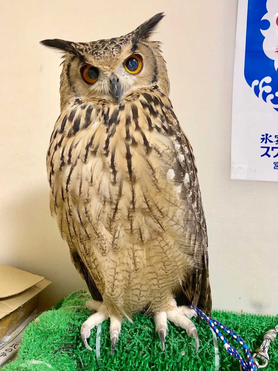 フクロウの羽の下に 隠された秘密 にビビッた ニュースパス